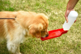 Dog Water Bottles